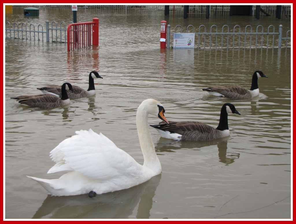 Swans and floods by busylady