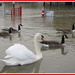Swans and floods by busylady