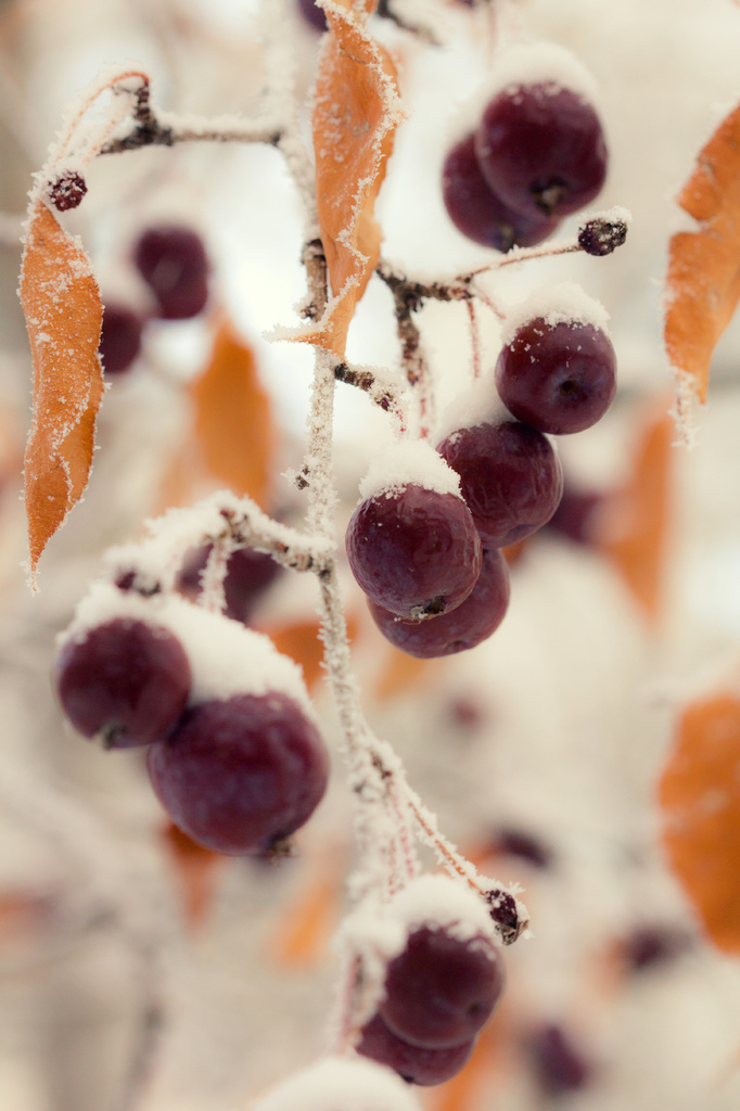 Winter Berries by kph129