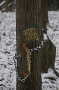 24th Dec 2012 - The Great Squirrelzini