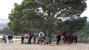 26th Dec 2012 - The Horses