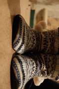 17th Dec 2012 - warm slippers