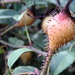 Fruits of Winter by pasadenarose