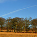 Stand of trees in Bradgate Park by seanoneill