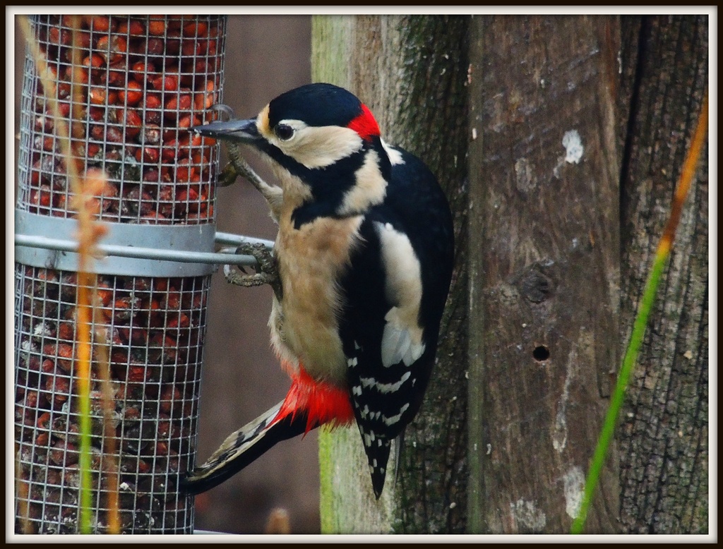 Mr Woodpecker by rosiekind