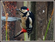 27th Dec 2012 - Mr Woodpecker