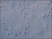 27th Dec 2012 - Bird Tracks