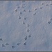 Bird Tracks by olivetreeann