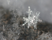27th Dec 2012 - Snowflake duet (best viewed large)