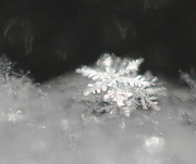 26th Dec 2012 - Snowflake (best viewed large)
