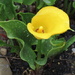 Calla lily 'Florex Gold' by kiwiflora