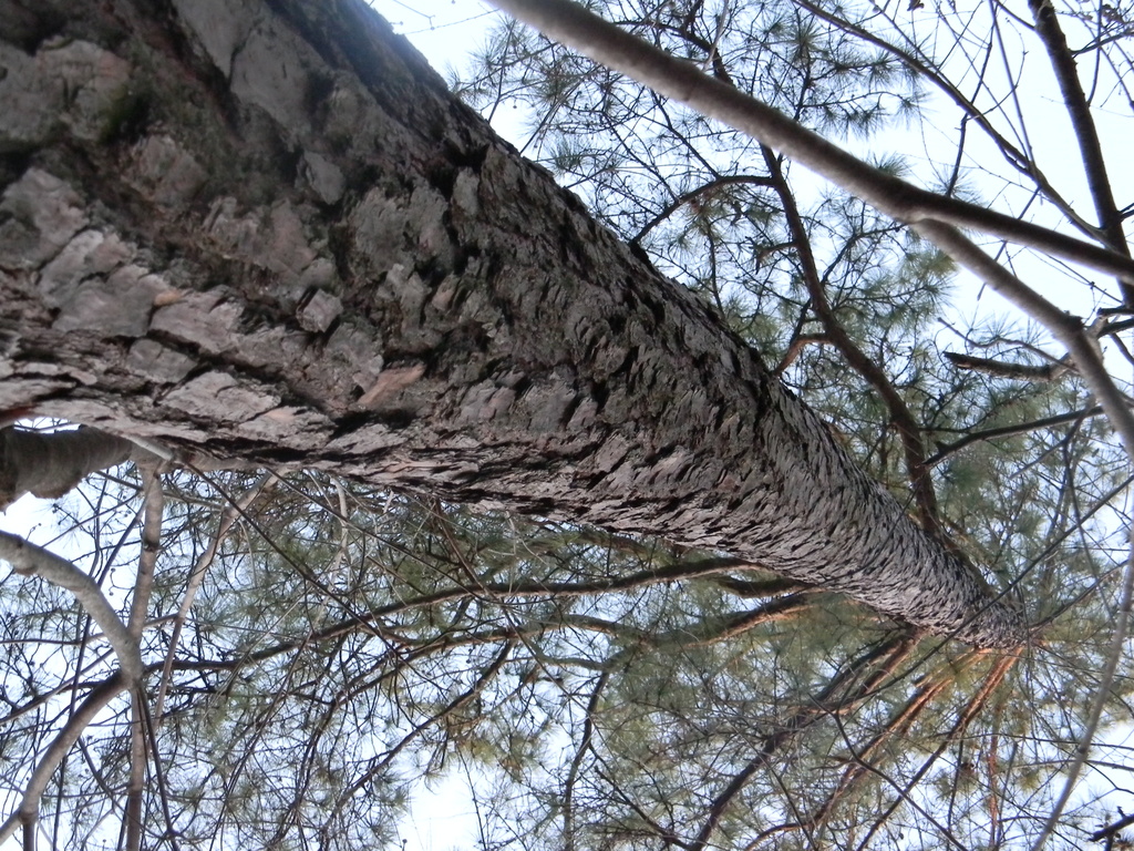 Pine Tree At an Angle 12.27.12 by sfeldphotos
