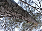 17th Dec 2012 - Pine Tree At an Angle 12.27.12