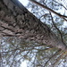 Pine Tree At an Angle 12.27.12 by sfeldphotos