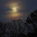 Moonlight Path by grammyn