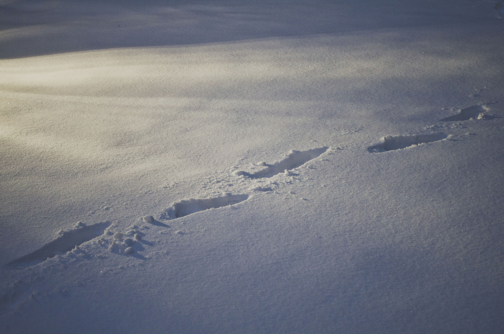 Fresh tracks illuminated in deep snow by ggshearron
