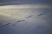 23rd Dec 2012 - Fresh tracks illuminated in deep snow