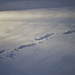 Fresh tracks illuminated in deep snow by ggshearron