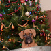 Christmas puppy by dora