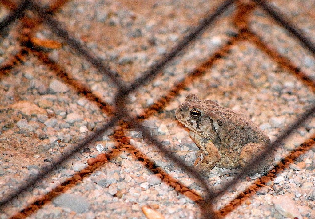 Toad in the Ball Diamond by kareenking