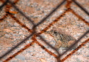 10th Oct 2012 - Toad in the Ball Diamond