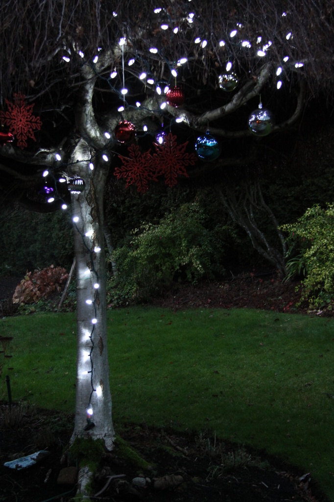 Backyard Christmas tree by kimmer50