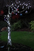 26th Dec 2012 - Backyard Christmas tree