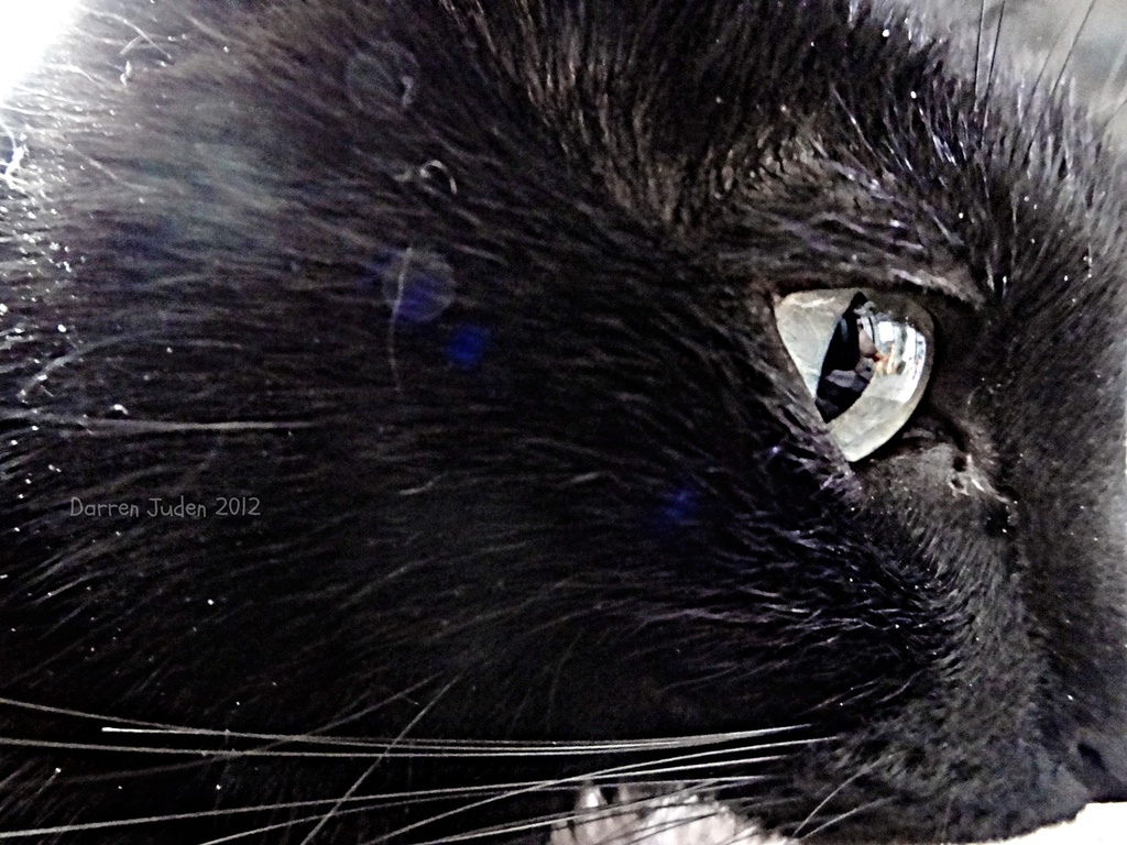 Whiskers & Eye. by darrenboyj