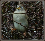 28th Dec 2012 - Hedge Sparrow