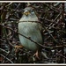 Hedge Sparrow by rosiekind