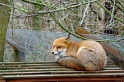 12th Dec 2012 - Tiggywinkles Sly Fox