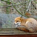 Tiggywinkles Sly Fox by bulldog