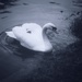 Swan by mattjcuk