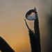 The world in a drop of water by tanda