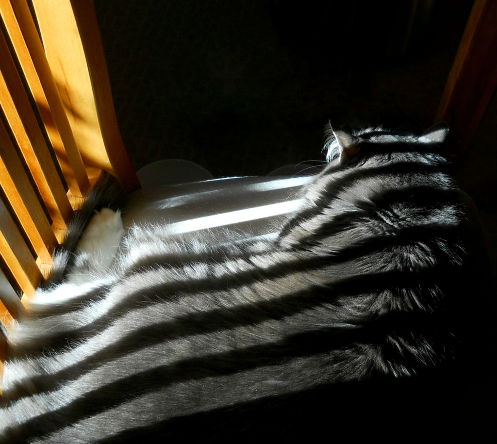 Striped cat? (heehee) by mittens