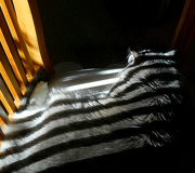 28th Dec 2012 - Striped cat? (heehee)