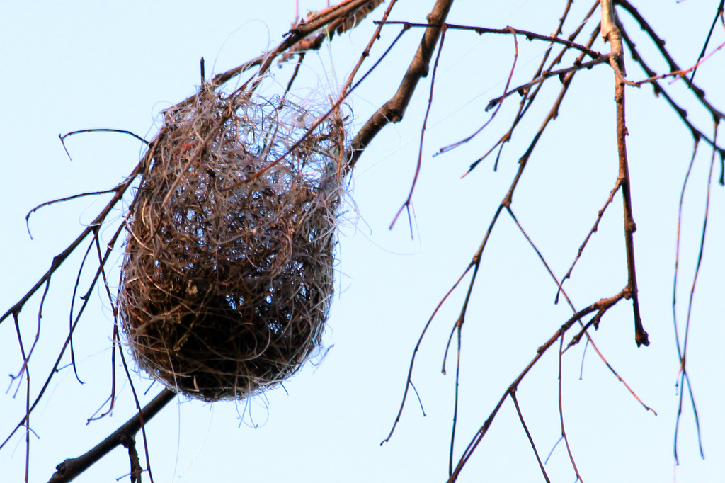 Oriole Nest by milaniet