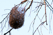 28th Dec 2012 - Oriole Nest