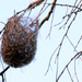Oriole Nest by milaniet