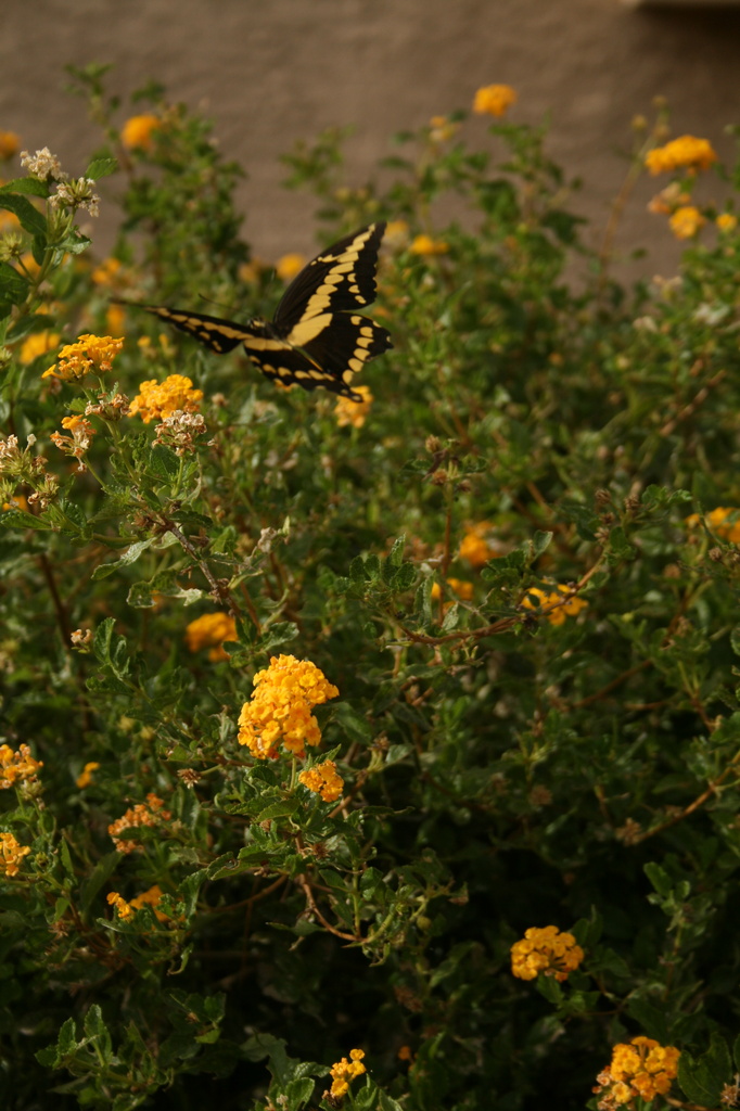 Swallowtail by kerristephens