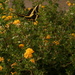 Swallowtail by kerristephens