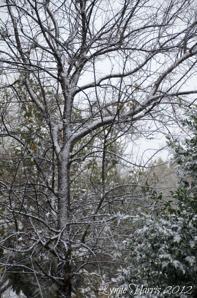 Trees in Snow by lynne5477