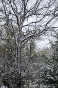 29th Dec 2012 - Trees in Snow