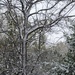 Trees in Snow by lynne5477