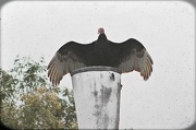 30th Nov 2012 - Vulture