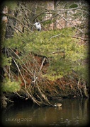27th Dec 2012 - water (and a heron & mallards) - December list #27