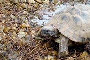 13th Dec 2012 - Tiggywinkles Tortoise