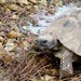Tiggywinkles Tortoise by bulldog