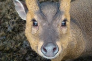14th Dec 2012 - Tiggywinkles Muntjac Deer