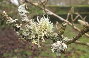 29th Dec 2012 - 'hot and cold': twig of a star magnolia tree with lichen 